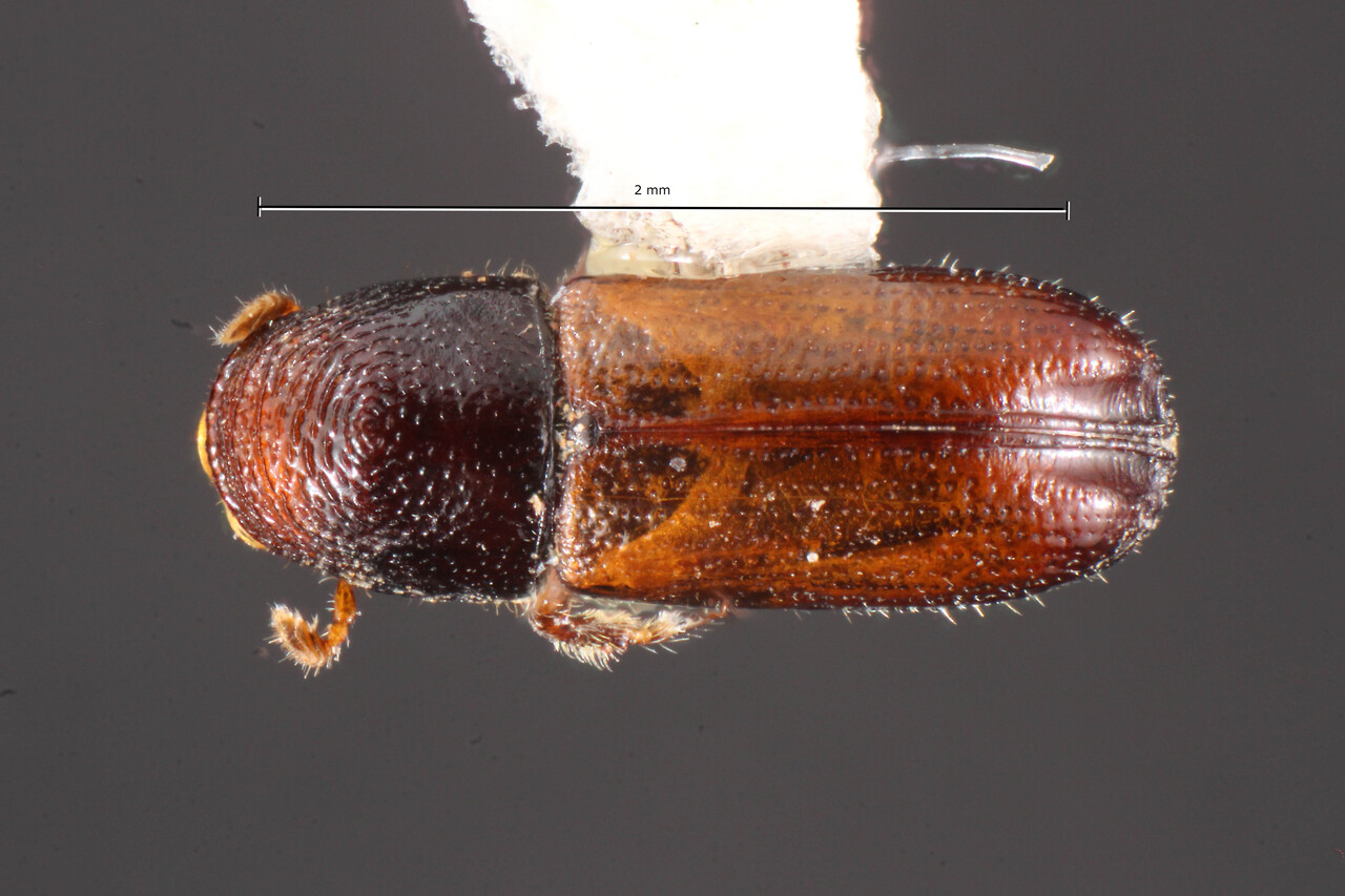 Genus / Species: Pityophthorus elatinus | Image Author: TH Atkinson | Location: México, México, Cerro Tlaloc, Tequesquinahuac | Collection: Texas A&M University Insect Collection