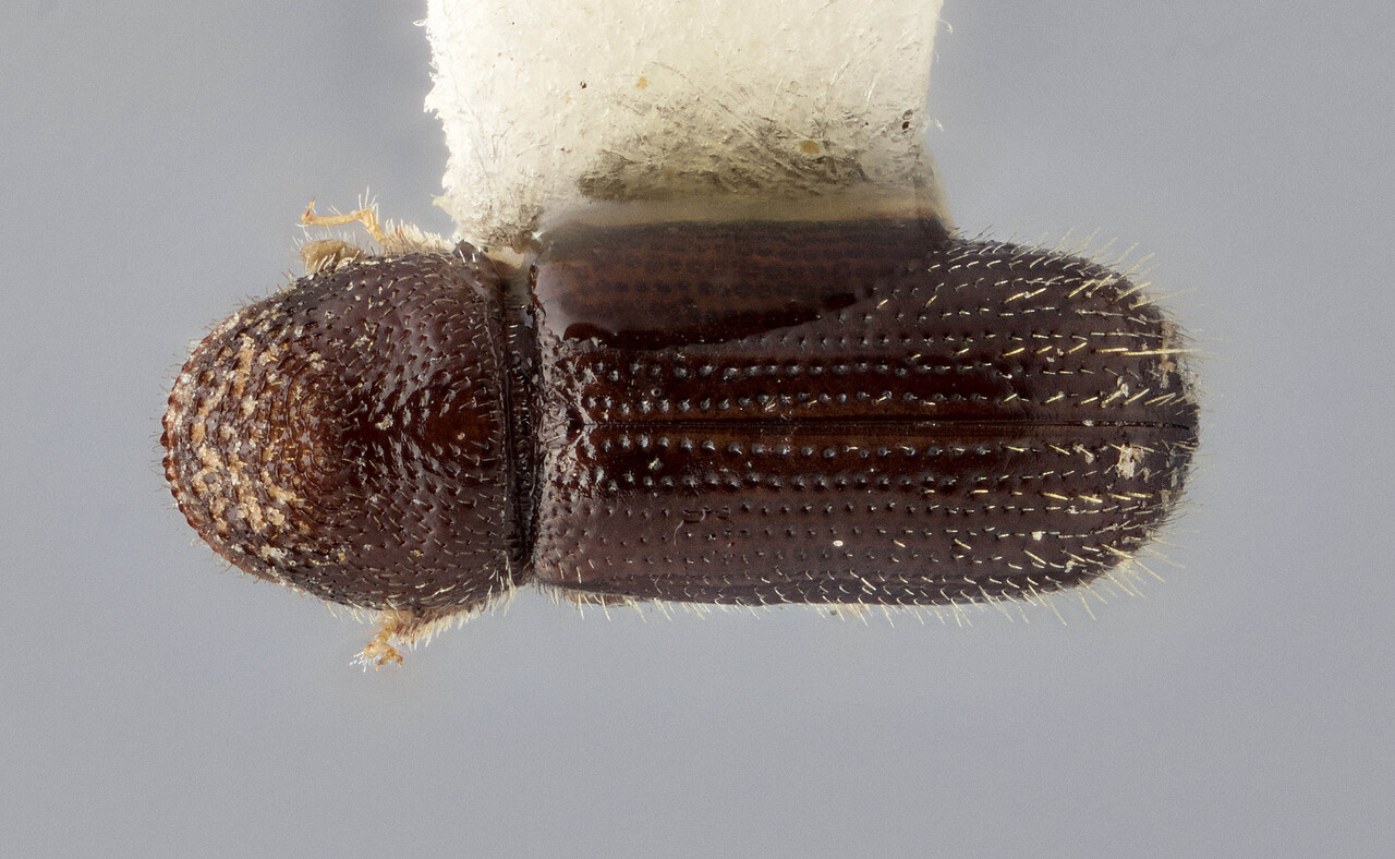 Genus / Species: Pityophthorus subopacus | Image Author: J Buffam | Location: México, Oaxaca, Oaxaca, 51 mi NW | Image Type: holotype | Collection: Canadian National Collection of Insects, Arachnids and Nematodes