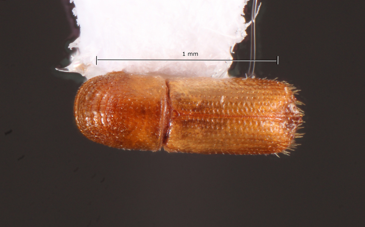 Genus / Species: Pityophthorus equihuai | Image Author: TH Atkinson | Location: México, Jalisco, Chamela | Collection: Texas A&M University Insect Collection