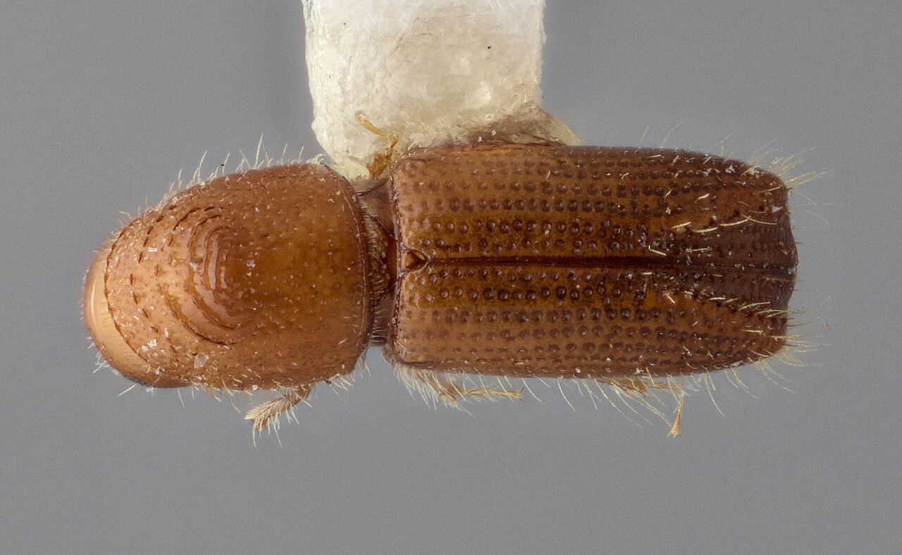 Genus / Species: Pityophthorus euterpes | Image Author: J Buffam | Location: México, Chiapas, Lázaro Cárdenas, 21 mi W | Image Type: holotype | Collection: Canadian National Collection of Insects, Arachnids and Nematodes