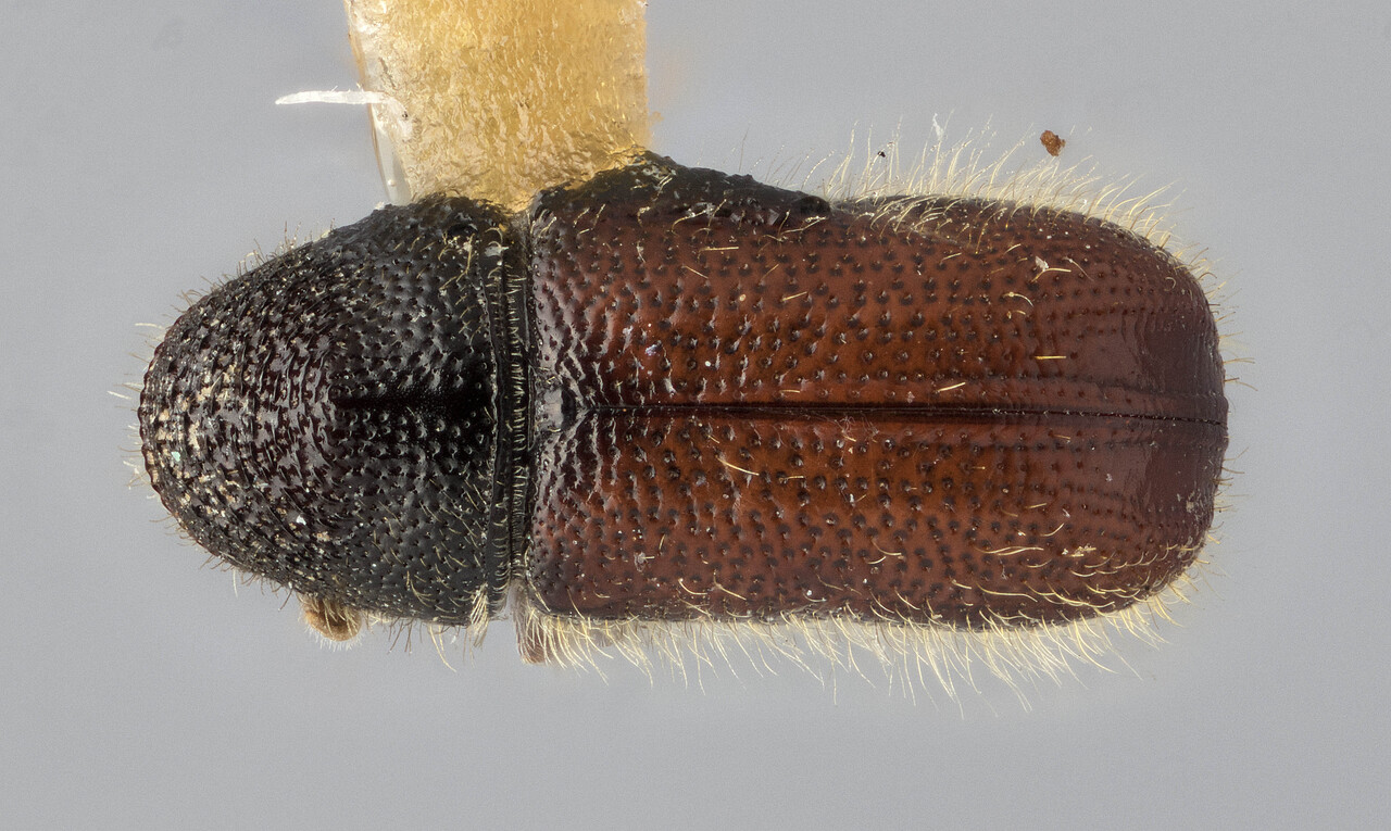 Genus / Species: Pityophthorus comosus | Image Author: J Buffam | Location: México, Durango, El Salto, 10 mi W | Image Type: holotype | Collection: Canadian National Collection of Insects, Arachnids and Nematodes