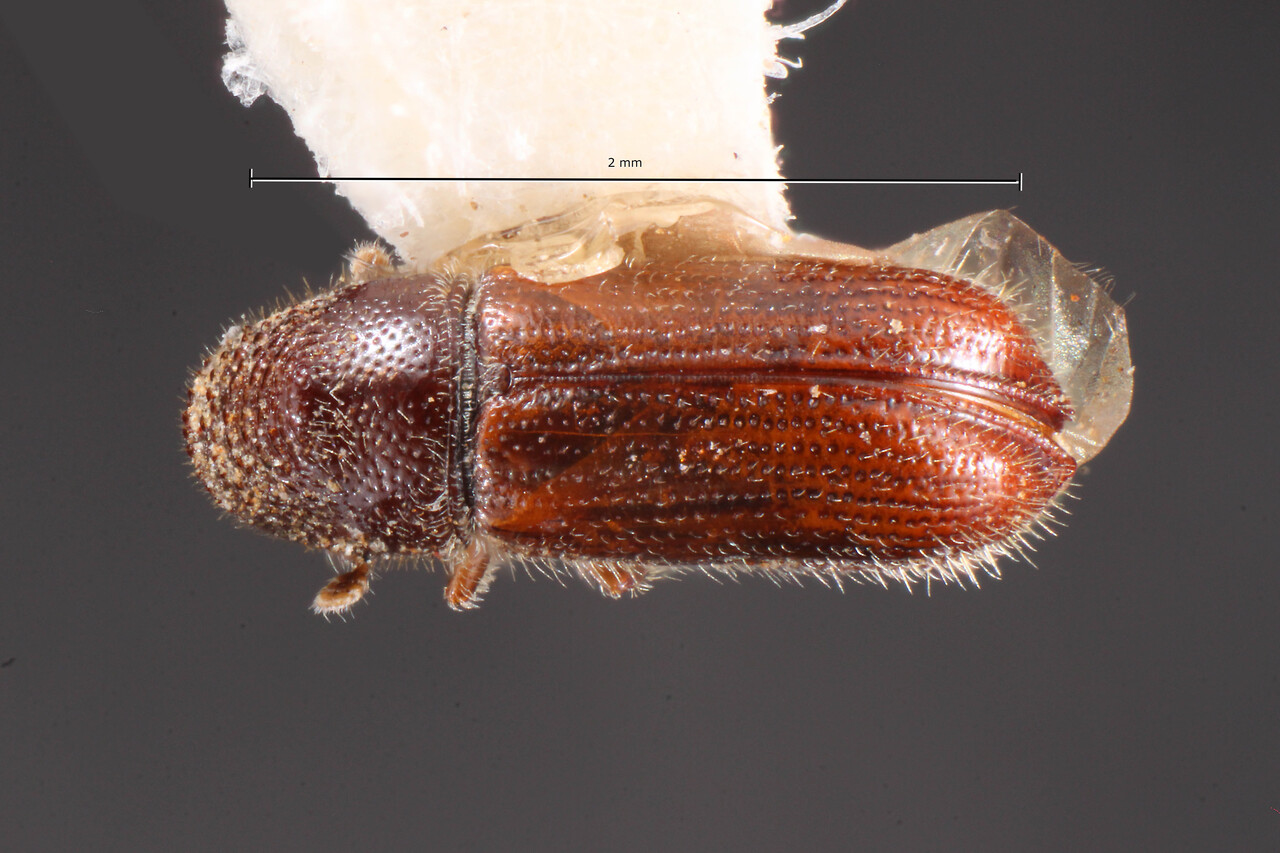 Genus / Species: Pityophthorus furnissi | Image Author: TH Atkinson | Location: México, México, Cerro Tlaloc, Tequesquinahuac | Collection: Texas A&M University Insect Collection