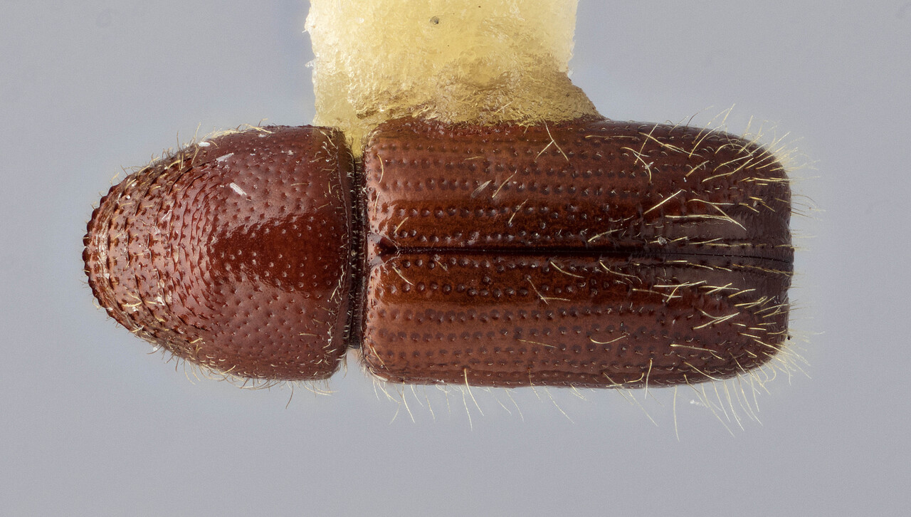 Genus / Species: Pityophthorus germanus | Image Author: J Buffam | Location: México, Oaxaca, Oaxaca, 92 mi N | Image Type: holotype | Collection: Canadian National Collection of Insects, Arachnids and Nematodes