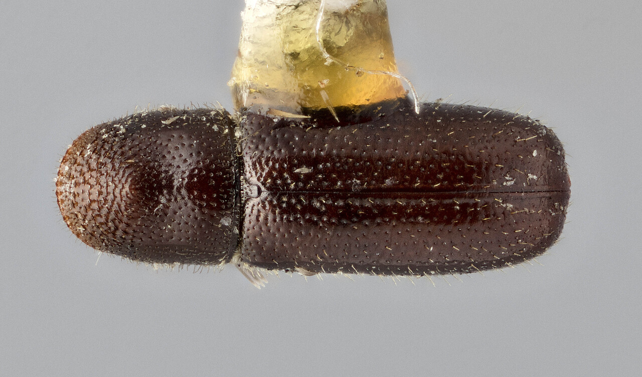 Genus / Species: Pityophthorus concavus | Image Author: J Buffam | Location: Canada, British Columbia, Hudson's Hope | Image Type: holotype | Collection: Canadian National Collection of Insects, Arachnids and Nematodes