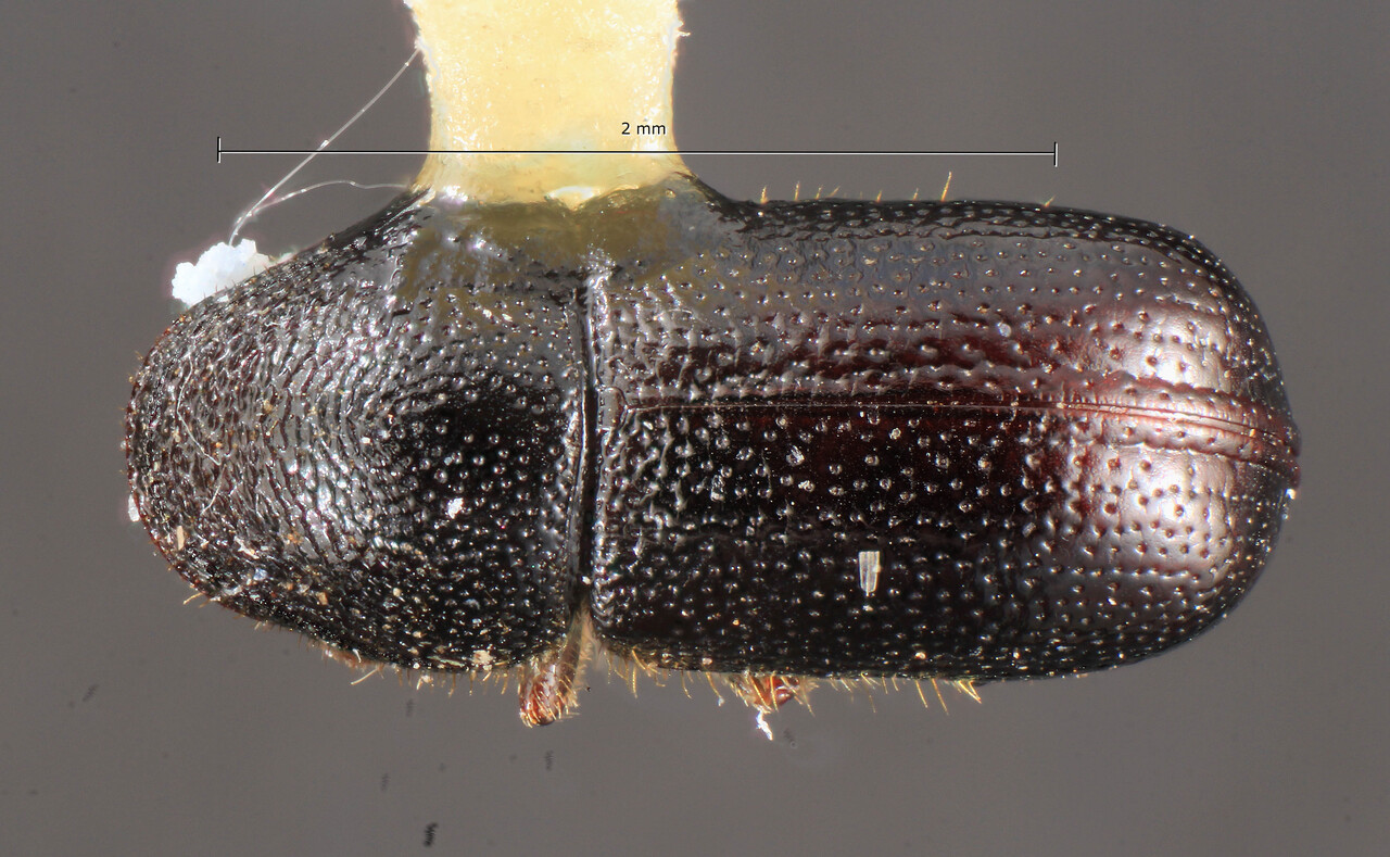 Genus / Species: Pityophthorus illuminus | Image Author: TH Atkinson | Location: Rep. Dominicana, La Vega, Jarabacoa, 10 km NE | Image Type: holotype | Collection: Florida State Collection of Arthropods