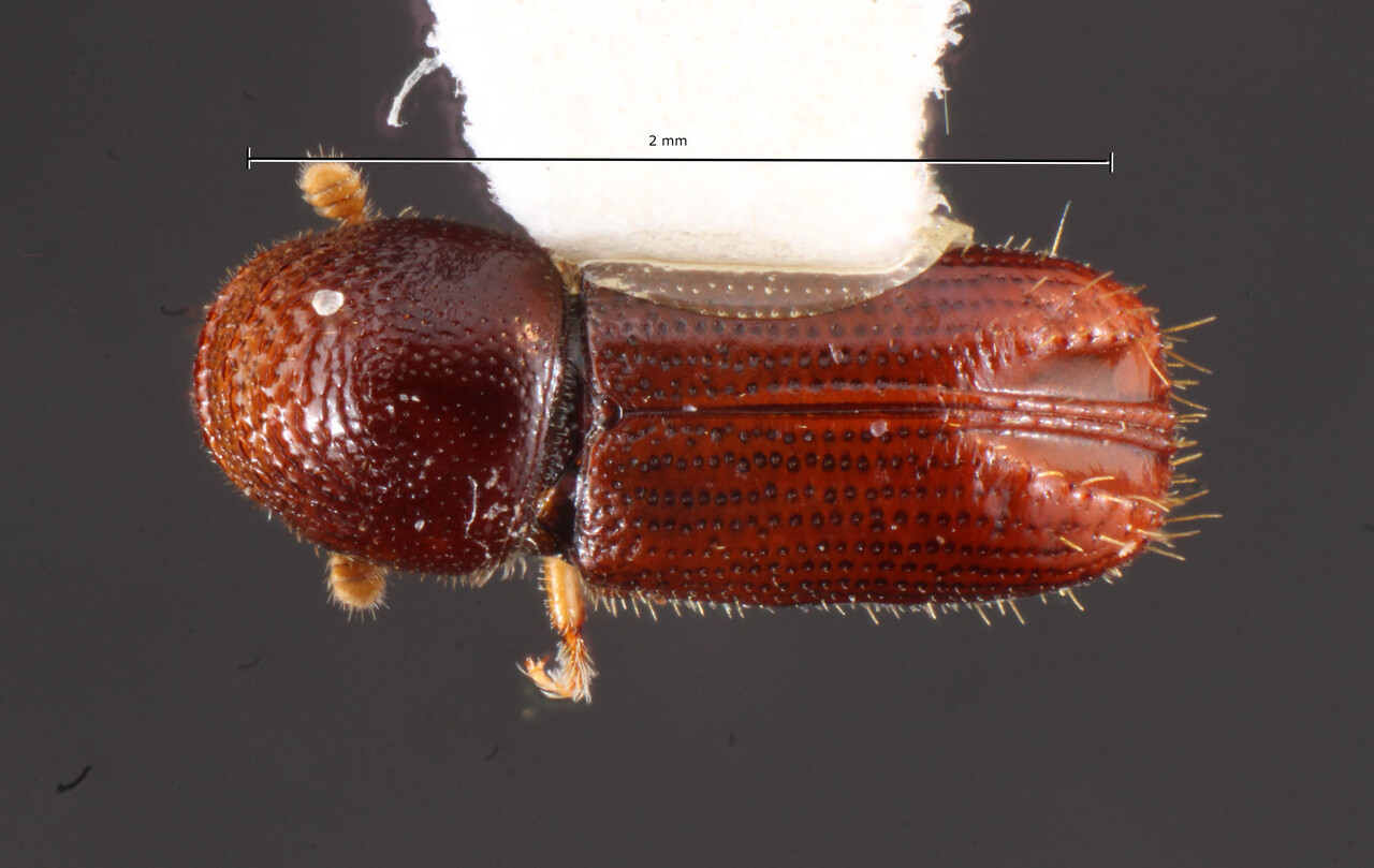 Genus / Species: Pityophthorus immanis | Image Author: TH Atkinson | Location: United States, Arizona, Hospital Flat, Pinaleno Mtns. | Collection: Texas A&M University Insect Collection