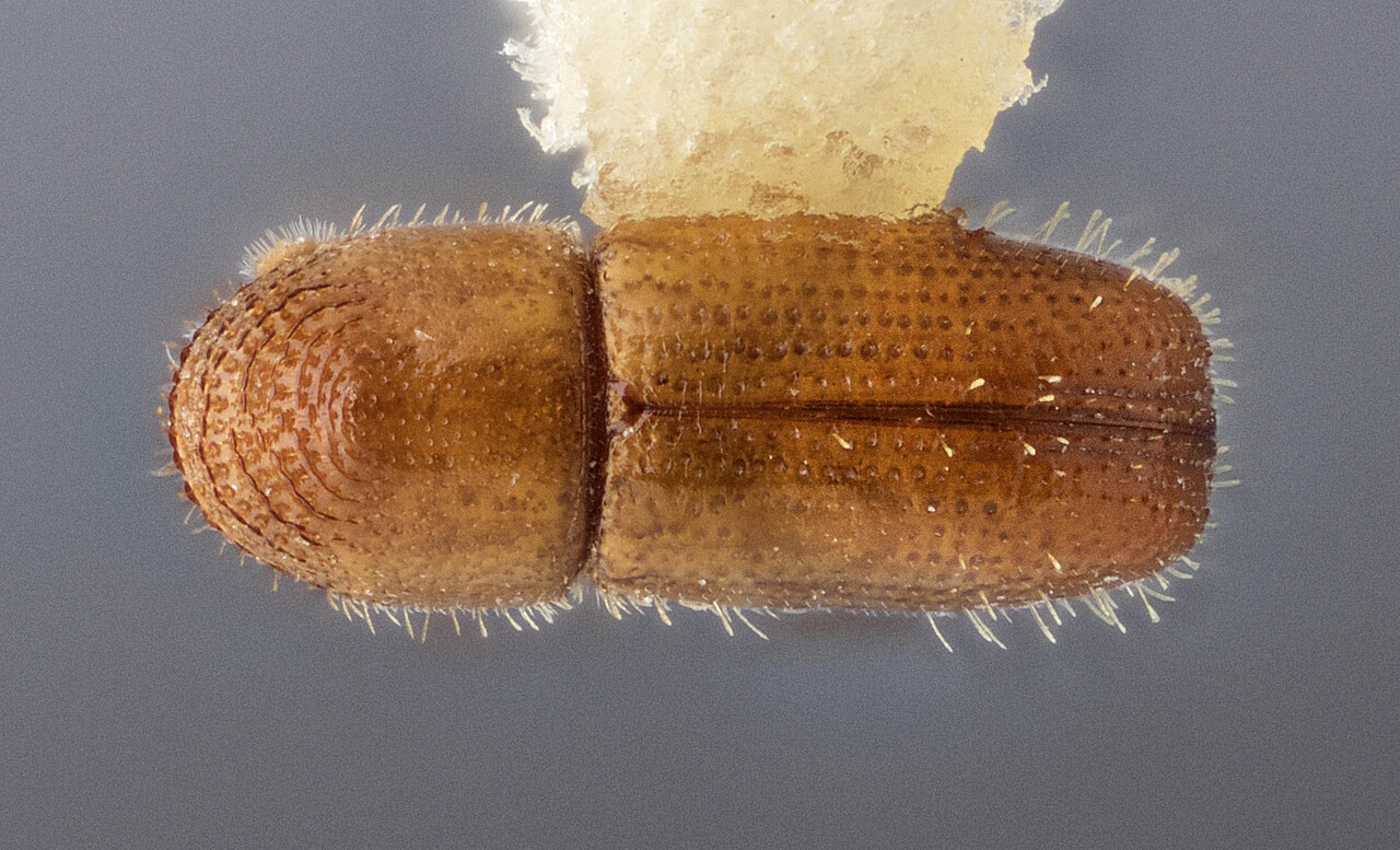 Genus / Species: Pityophthorus indefessus | Image Author: J Buffam | Location: México, Jalisco, Est. Biología Chamela | Image Type: holotype | Collection: Canadian National Collection of Insects, Arachnids and Nematodes