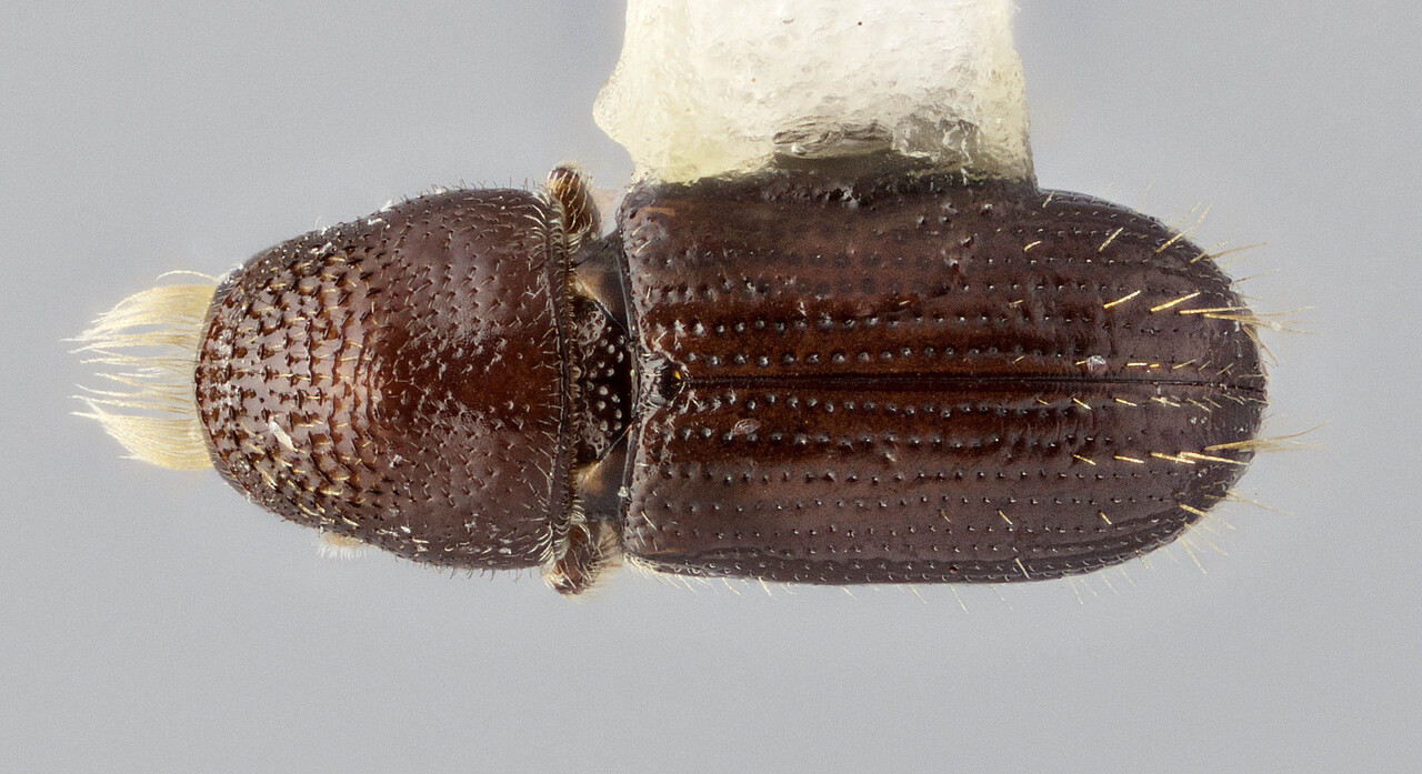 Genus / Species: Pityophthorus ineditus | Image Author: J Buffam | Location: México, Oaxaca, Valle Nacional, 32 mi S | Image Type: holotype | Collection: Canadian National Collection of Insects, Arachnids and Nematodes