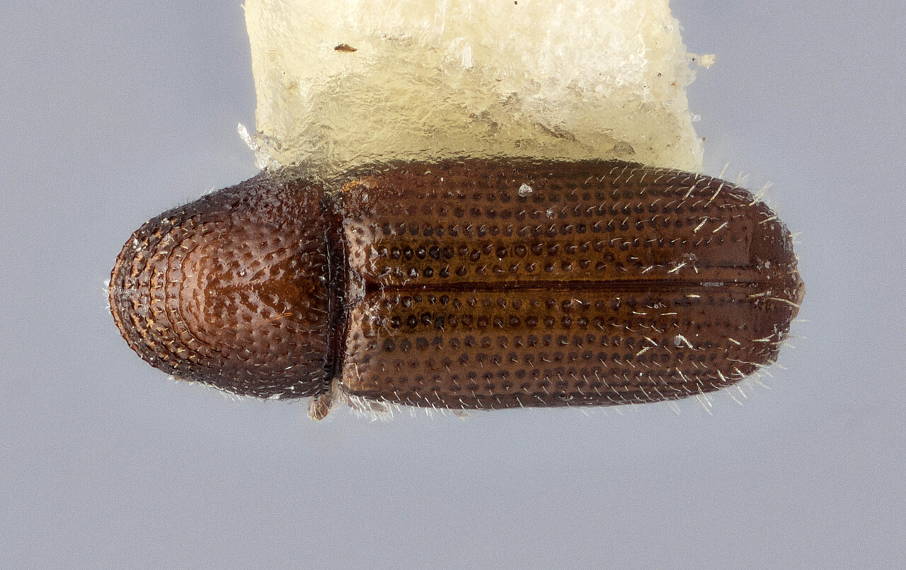Genus / Species: Pityophthorus insuetus | Image Author: J Buffam | Location: México, Morelos, Huitzilac | Image Type: holotype | Collection: Canadian National Collection of Insects, Arachnids and Nematodes
