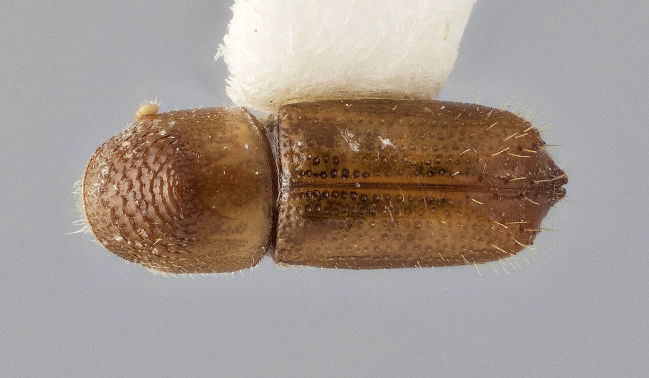 Genus / Species: Pityophthorus intentus | Image Author: J Buffam | Location: United States, Arizona, Sta. Catalina Mtns., Bear Canyon | Image Type: holotype | Collection: Canadian National Collection of Insects, Arachnids and Nematodes