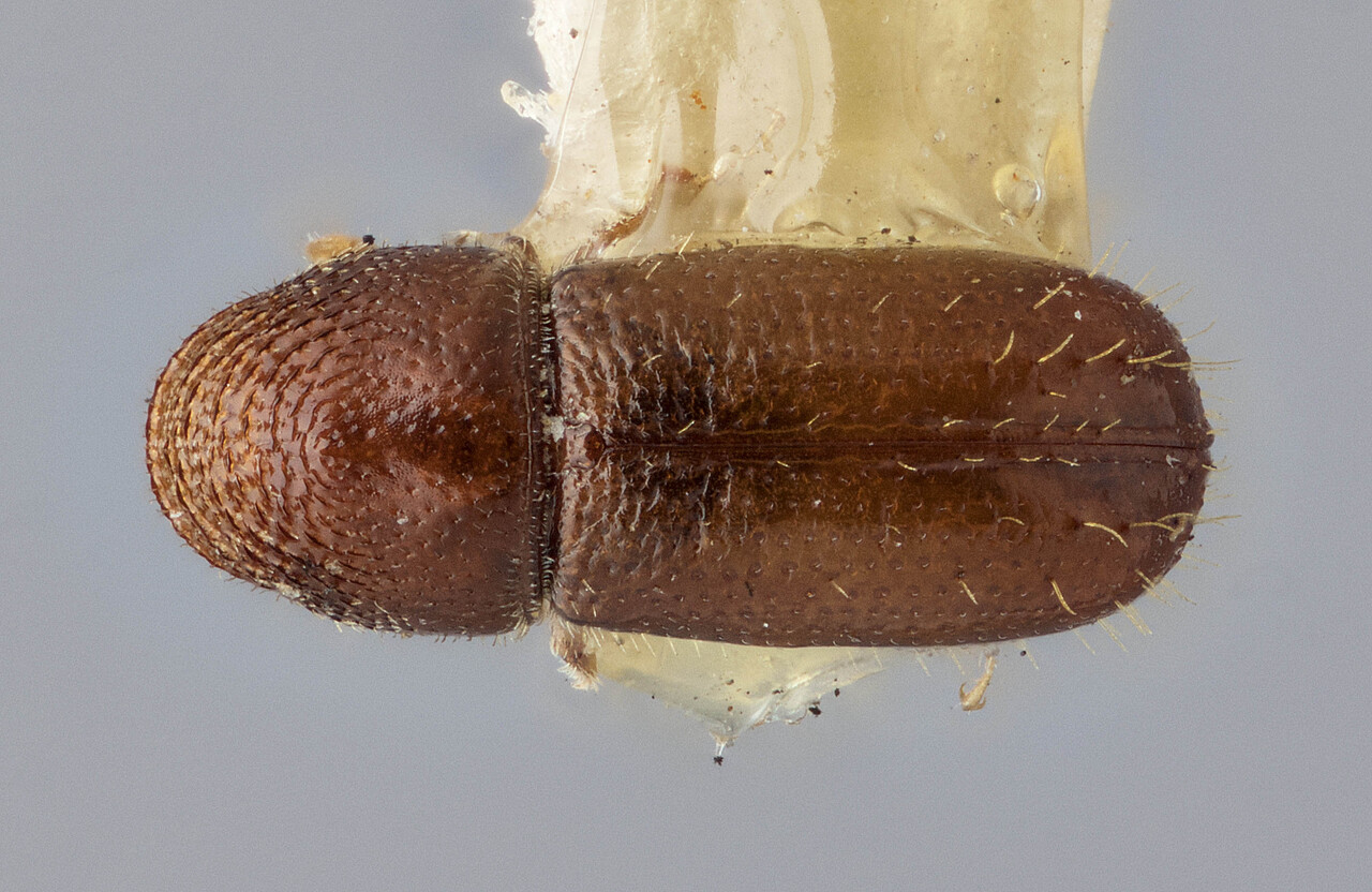 Genus / Species: Pityophthorus intextus | Image Author: J Buffam | Location: Canada, Alberta, Athabasca Landing | Image Type: holotype | Collection: Canadian National Collection of Insects, Arachnids and Nematodes