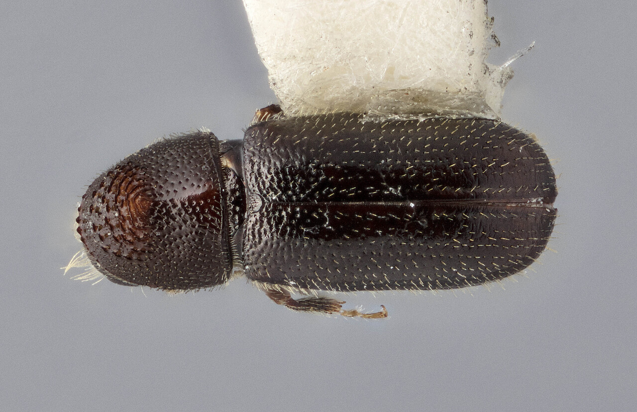 Genus / Species: Pityophthorus absonus | Image Author: J Buffam | Location: United States, California, Onion Valley, 1 mi S | Image Type: holotype | Collection: Canadian National Collection of Insects, Arachnids and Nematodes