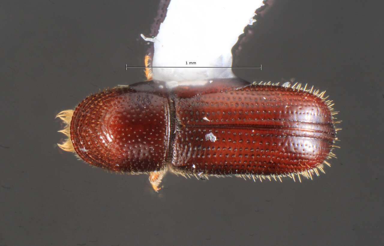 Genus / Species: Pityophthorus juglandis | Image Author: TH Atkinson | Location: United States, Arizona, Chiricahua Mtns SW Res Sta | Collection: University of Texas Insect Collection