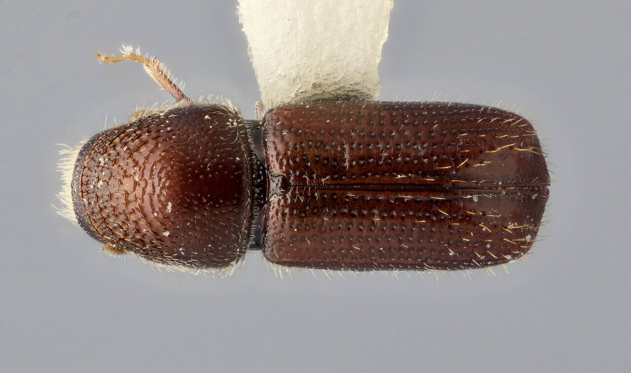 Genus / Species: Pityophthorus laticeps | Image Author: J Buffam | Location: México, Oaxaca, Oaxaca, 20.5 km N | Image Type: holotype | Collection: Canadian National Collection of Insects, Arachnids and Nematodes