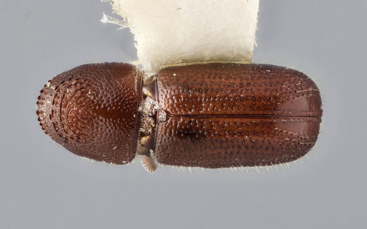 Genus / Species: Pityophthorus lecontei | Image Author: J Buffam | Location: United States, Arizona, Kitt Peak | Image Type: holotype | Collection: Canadian National Collection of Insects, Arachnids and Nematodes