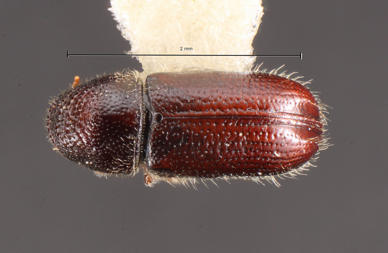 Genus / Species: Pityophthorus leiophyllae | Image Author: TH Atkinson | Location: México, Morelos, Zempoala | Collection: Texas A&M University Insect Collection