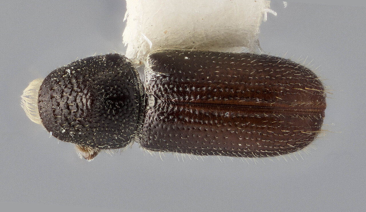 Genus / Species: Pityophthorus litos | Image Author: J Buffam | Location: México, Veracruz, Orizaba, 25 mi W | Image Type: holotype | Collection: Canadian National Collection of Insects, Arachnids and Nematodes