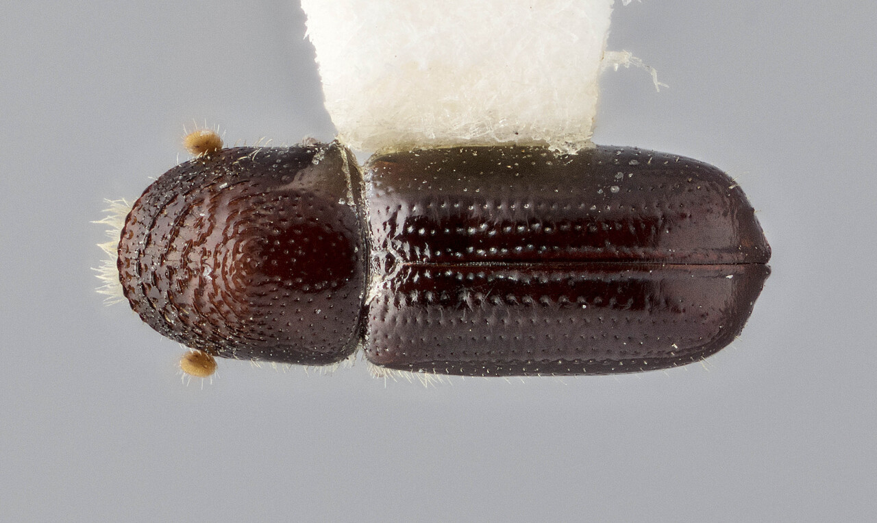 Genus / Species: Pityophthorus malleatus | Image Author: J Buffam | Location: United States, Arizona, Walker | Image Type: holotype | Collection: Canadian National Collection of Insects, Arachnids and Nematodes