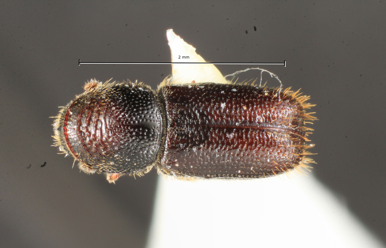 Genus / Species: Pityophthorus maslovi | Image Author: TH Atkinson | Location: Perú, Cusco, Watá, Cusco, 34.5 km NW | Image Type: paratype | Collection: University of Texas Insect Collection
