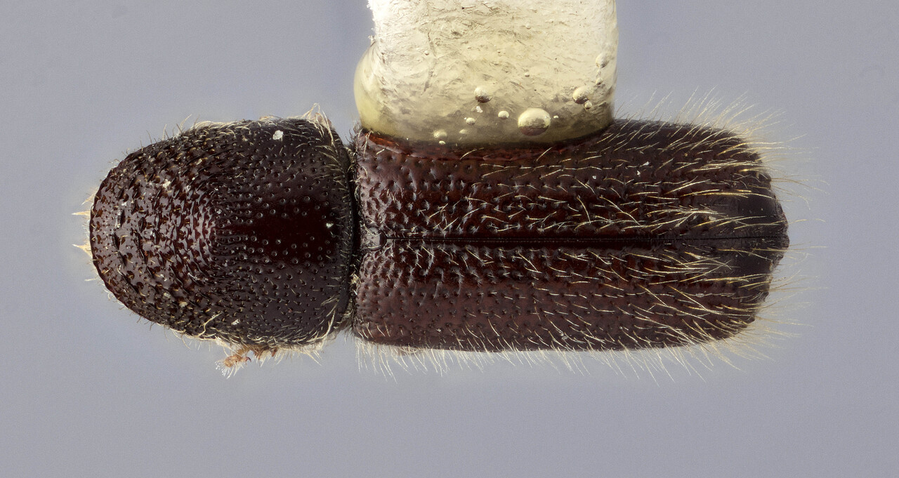 Genus / Species: Pityophthorus megas | Image Author: J Buffam | Location: México, Nuevo León, Cerro Potosí | Image Type: holotype | Collection: Canadian National Collection of Insects, Arachnids and Nematodes