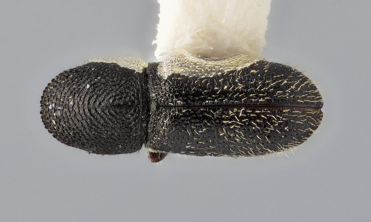 Genus / Species: Pityophthorus melanurus | Image Author: J Buffam | Location: México, Chiapas, San Cristobal, 5 mi W | Image Type: holotype | Collection: Canadian National Collection of Insects, Arachnids and Nematodes