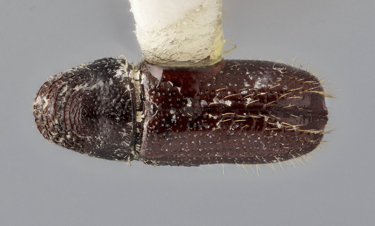 Genus / Species: Pityophthorus micans | Image Author: J Buffam | Location: México, México, Chiltepec | Image Type: holotype | Collection: Canadian National Collection of Insects, Arachnids and Nematodes