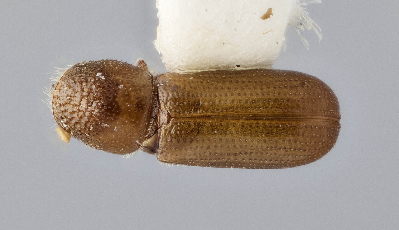 Genus / Species: Pityophthorus minus | Image Author: J Buffam | Location: United States, Arizona, Hannagan Campground | Image Type: holotype | Collection: Canadian National Collection of Insects, Arachnids and Nematodes