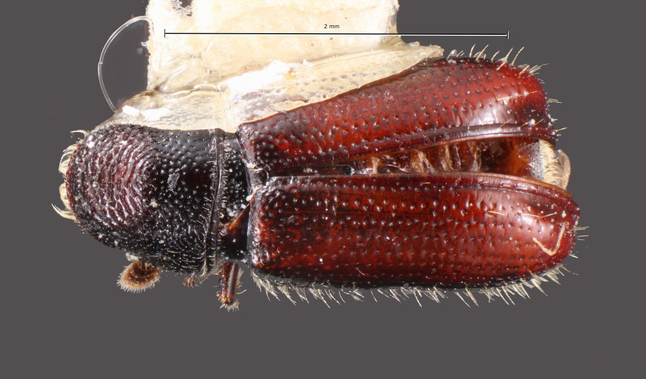 Genus / Species: Pityophthorus montezumae | Image Author: TH Atkinson | Location: México, México, Parque Nal. Zoquiapan | Collection: Texas A&M University Insect Collection