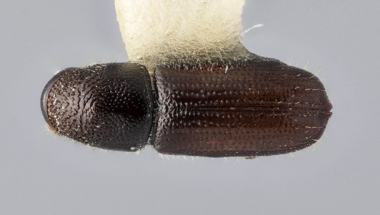 Genus / Species: Pityophthorus montivagus | Image Author: J Buffam | Location: México, Oaxaca, Oaxaca, 53 mi N | Image Type: holotype | Collection: Canadian National Collection of Insects, Arachnids and Nematodes