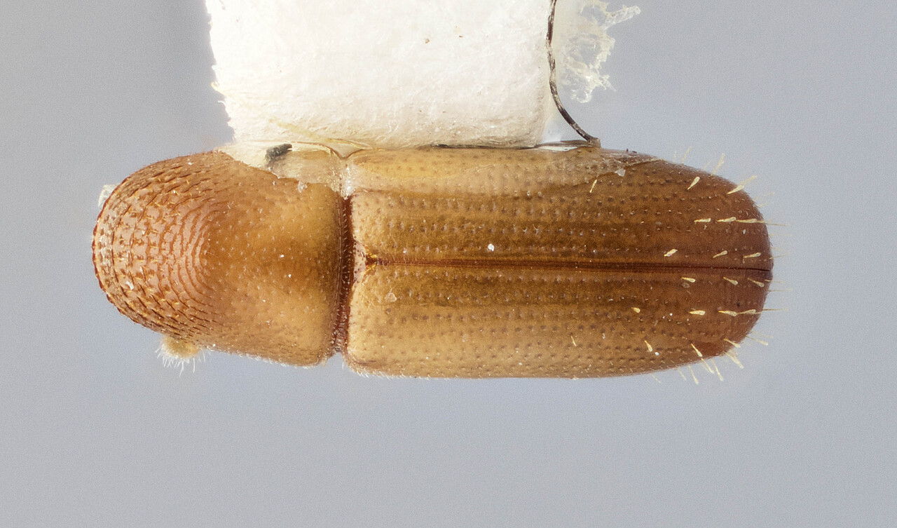 Genus / Species: Pityophthorus nebulosus | Image Author: J Buffam | Location: México, Veracruz, Lake Catemaco | Image Type: holotype | Collection: Canadian National Collection of Insects, Arachnids and Nematodes