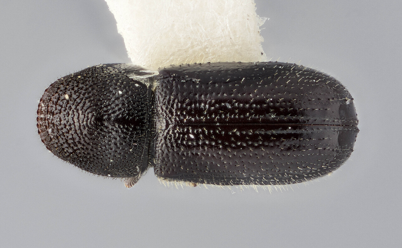 Genus / Species: Pityophthorus orarius | Image Author: J Buffam | Location: Canada, British Columbia, Colwood | Image Type: holotype | Collection: Canadian National Collection of Insects, Arachnids and Nematodes