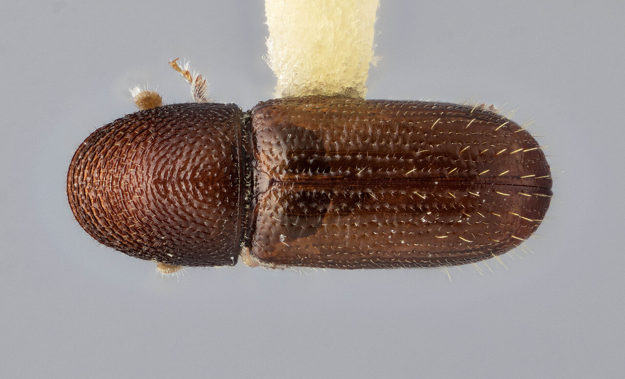 Genus / Species: Pityophthorus ostryacolens | Image Author: J Buffam | Location: México, Morelos, Carr. Cuernavaca-Ocuilan | Image Type: holotype | Collection: Canadian National Collection of Insects, Arachnids and Nematodes