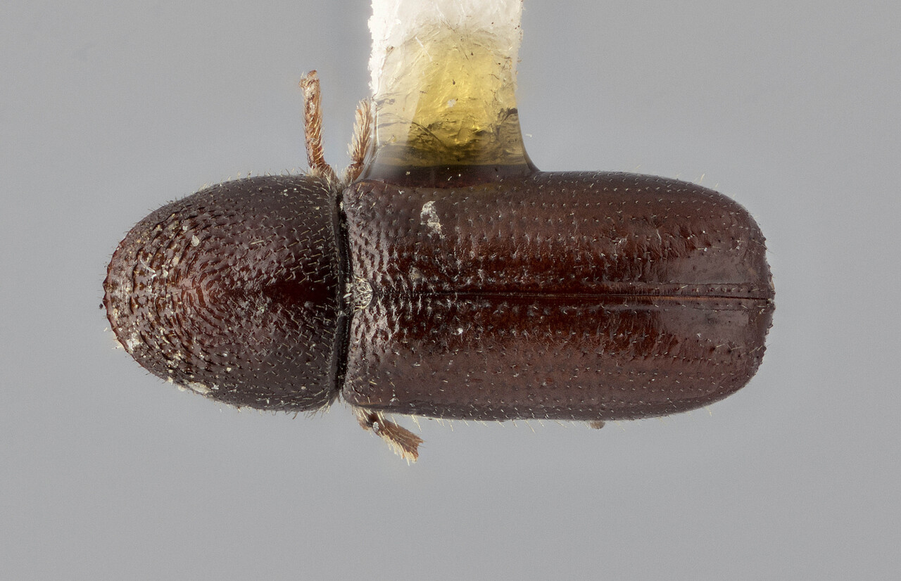 Genus / Species: Pityophthorus tuberculatus | Image Author: J Buffam | Location: United States, California, Glen Alpine | Image Type: holotype | Collection: Canadian National Collection of Insects, Arachnids and Nematodes