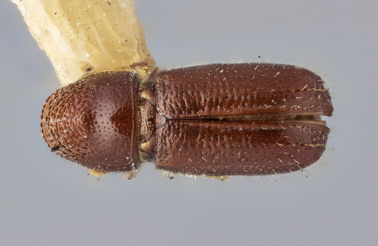 Genus / Species: Pityophthorus cascoensis | Image Author: J Buffam | Location: Canada, Ontario, Frater | Image Type: holotype | Collection: Canadian National Collection of Insects, Arachnids and Nematodes