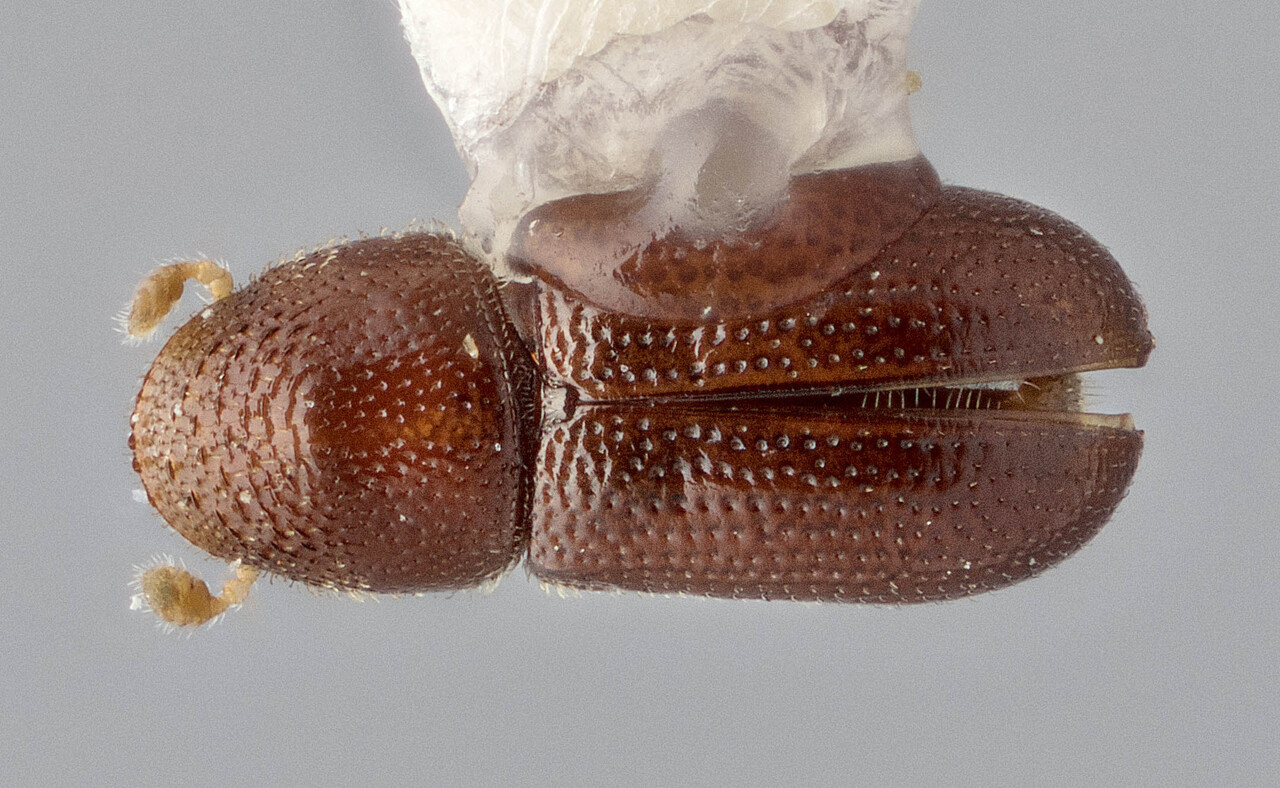 Genus / Species: Pityophthorus pinavorus | Image Author: J Buffam | Location: United States, Florida, Archbold Biol. Sta. | Image Type: holotype | Collection: Canadian National Collection of Insects, Arachnids and Nematodes