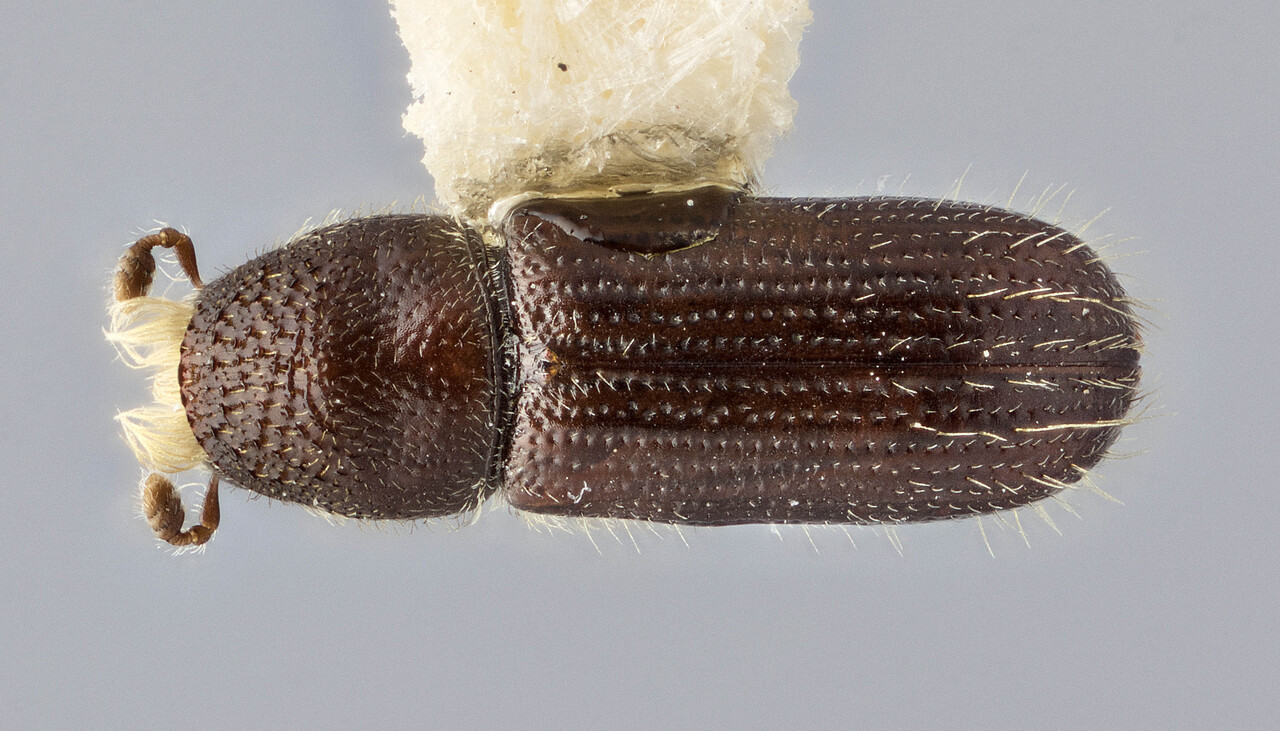 Genus / Species: Pityophthorus pubifrons | Image Author: J Buffam | Location: México, México, Parque Nal. Zoquiapan | Image Type: holotype | Collection: Canadian National Collection of Insects, Arachnids and Nematodes