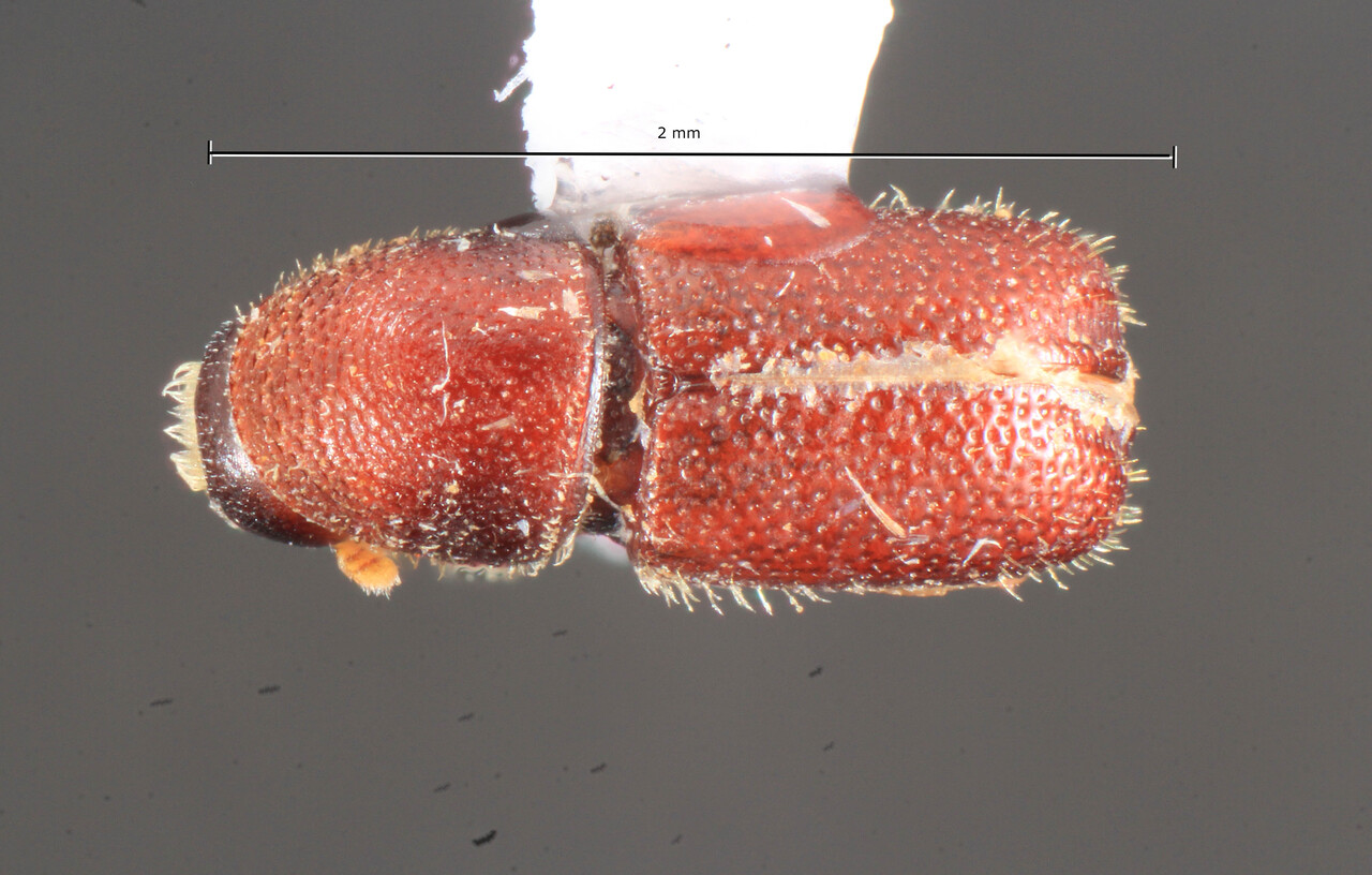 Genus / Species: Pityophthorus pulicarius | Image Author: TH Atkinson | Location: United States, Florida, Gainesville NATL | Collection: University of Texas Insect Collection