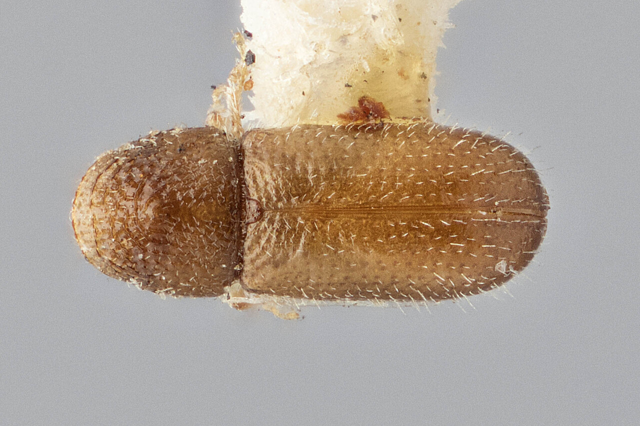 Genus / Species: Pityophthorus opaculus | Image Author: J Buffam | Location: Canada, Quebec, Ste. Anne | Image Type: holotype | Collection: Canadian National Collection of Insects, Arachnids and Nematodes
