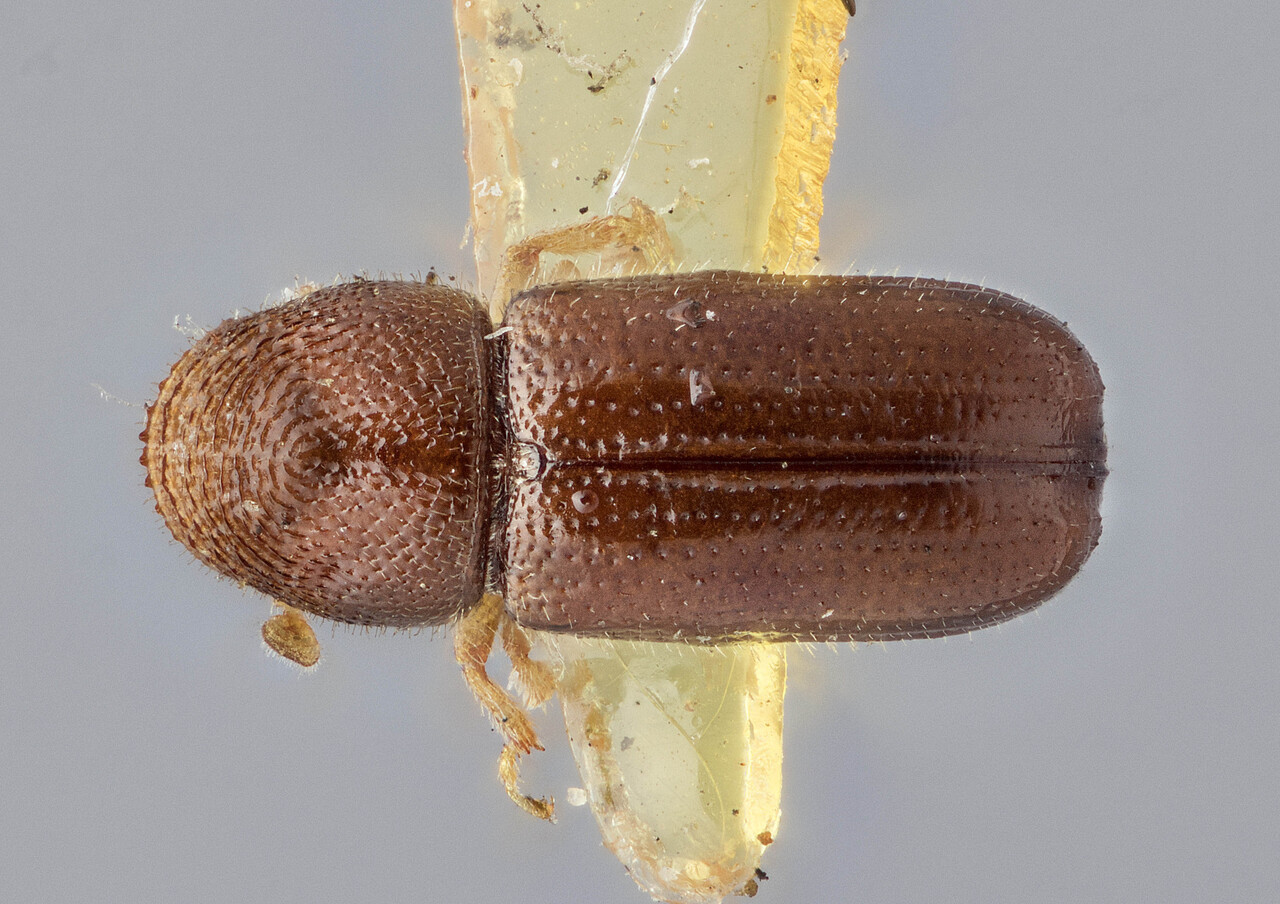 Genus / Species: Pityophthorus ramiperda | Image Author: J Buffam | Location: Canada, Quebec, Isle Perrot | Image Type: holotype | Collection: Canadian National Collection of Insects, Arachnids and Nematodes