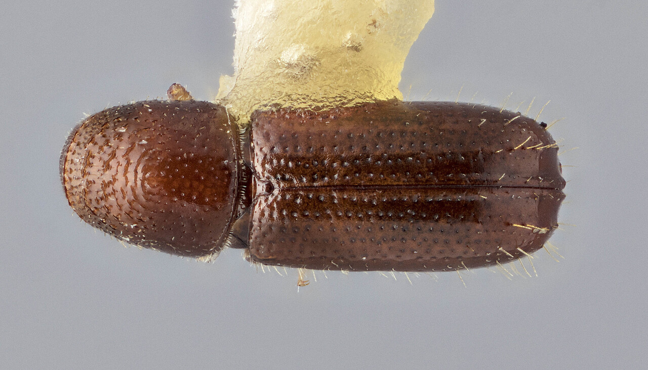 Genus / Species: Pityophthorus recens | Image Author: J Buffam | Location: Canada, British Columbia, Pine Pass | Image Type: holotype | Collection: Canadian National Collection of Insects, Arachnids and Nematodes