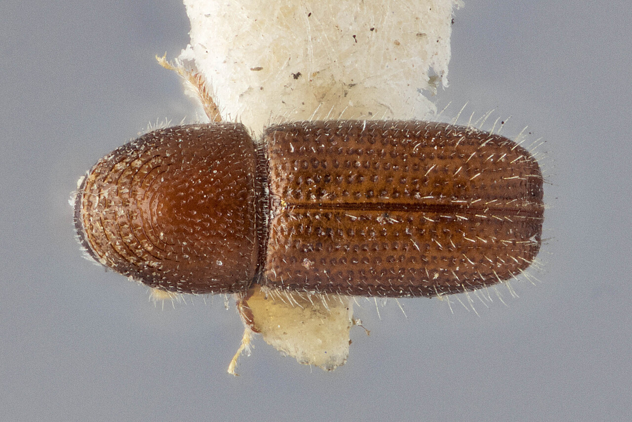 Genus / Species: Pityophthorus lautus | Image Author: J Buffam | Location: United States, New York, Ithaca | Image Type: holotype | Collection: Canadian National Collection of Insects, Arachnids and Nematodes