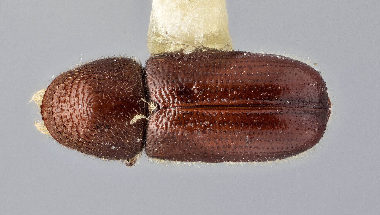 Genus / Species: Pityophthorus scalptus | Image Author: J Buffam | Location: Canada, British Columbia, Aspen Grove | Image Type: holotype | Collection: Canadian National Collection of Insects, Arachnids and Nematodes