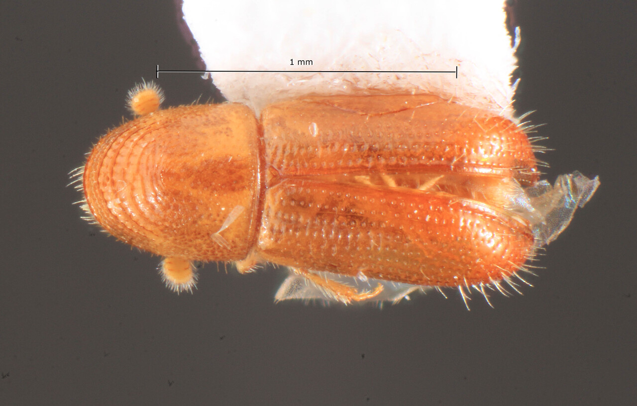 Genus / Species: Pityophthorus sepositus | Image Author: TH Atkinson | Location: Cayman Is, Grand Cayman | Image Type: holotype | Collection: Florida State Collection of Arthropods