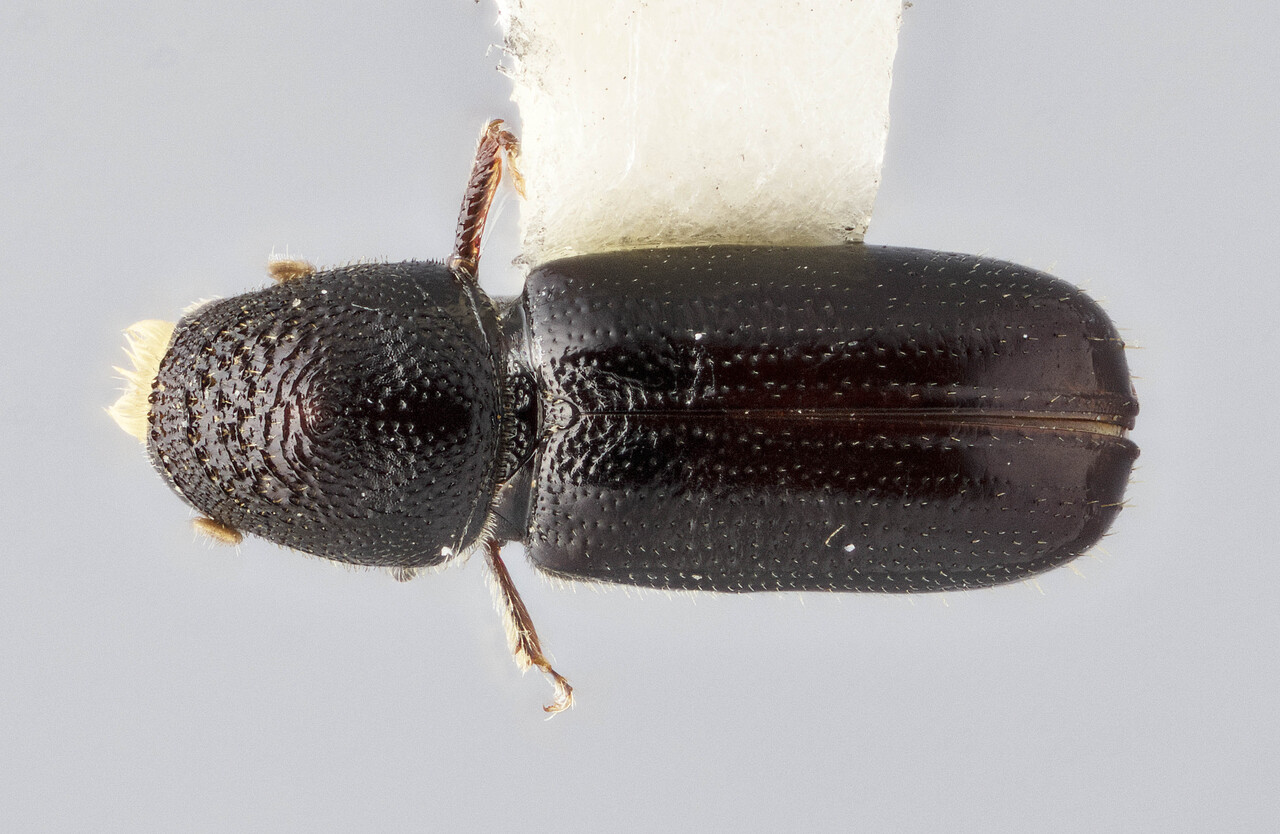 Genus / Species: Pityophthorus sierrensis | Image Author: J Buffam | Location: United States, California, Onion Valley, 1 mi S | Image Type: holotype | Collection: Canadian National Collection of Insects, Arachnids and Nematodes