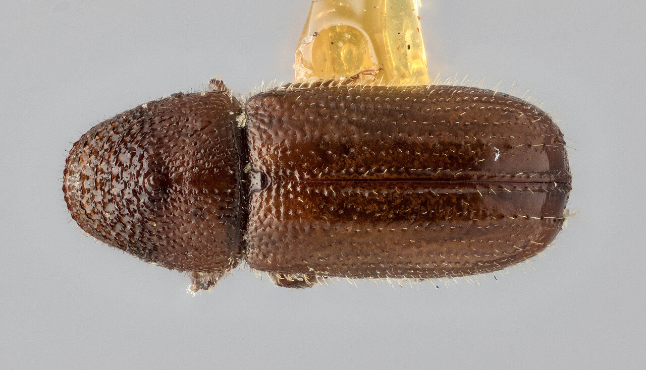 Genus / Species: Pityophthorus fuscus | Image Author: J Buffam | Location: Canada, British Columbia, Copper Mountain | Image Type: holotype | Collection: Canadian National Collection of Insects, Arachnids and Nematodes