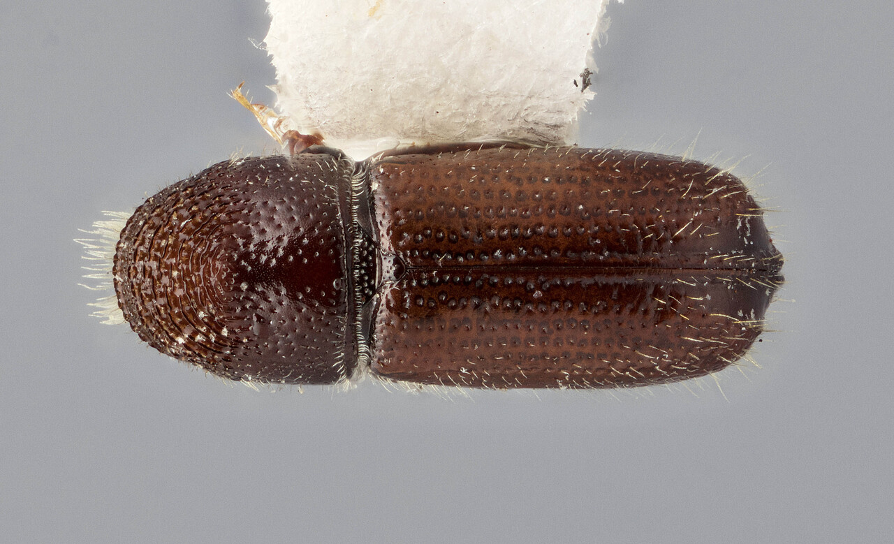 Genus / Species: Pityophthorus solatus | Image Author: J Buffam | Location: México, Oaxaca, Oaxaca, 51 mi NW | Image Type: holotype | Collection: Canadian National Collection of Insects, Arachnids and Nematodes