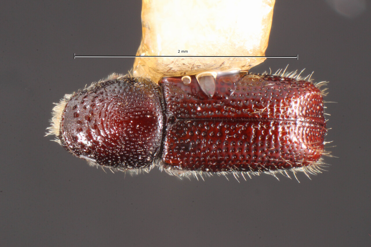 Genus / Species: Pityophthorus solus | Image Author: TH Atkinson | Location: México, Morelos, Huitzilac | Collection: Texas A&M University Insect Collection