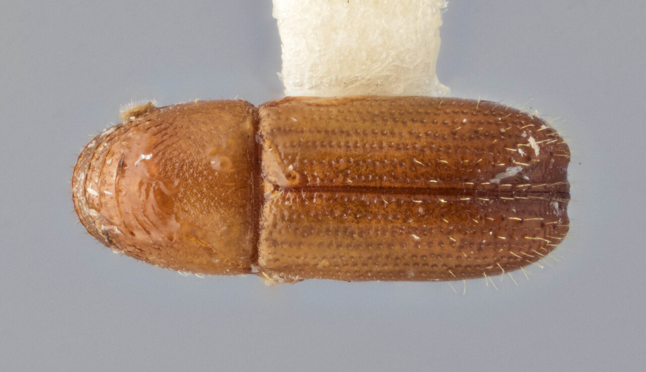 Genus / Species: Pityophthorus speciosus | Image Author: J Buffam | Location: México, Oaxaca, Valle Nacional, 15 mi S | Image Type: holotype | Collection: Canadian National Collection of Insects, Arachnids and Nematodes