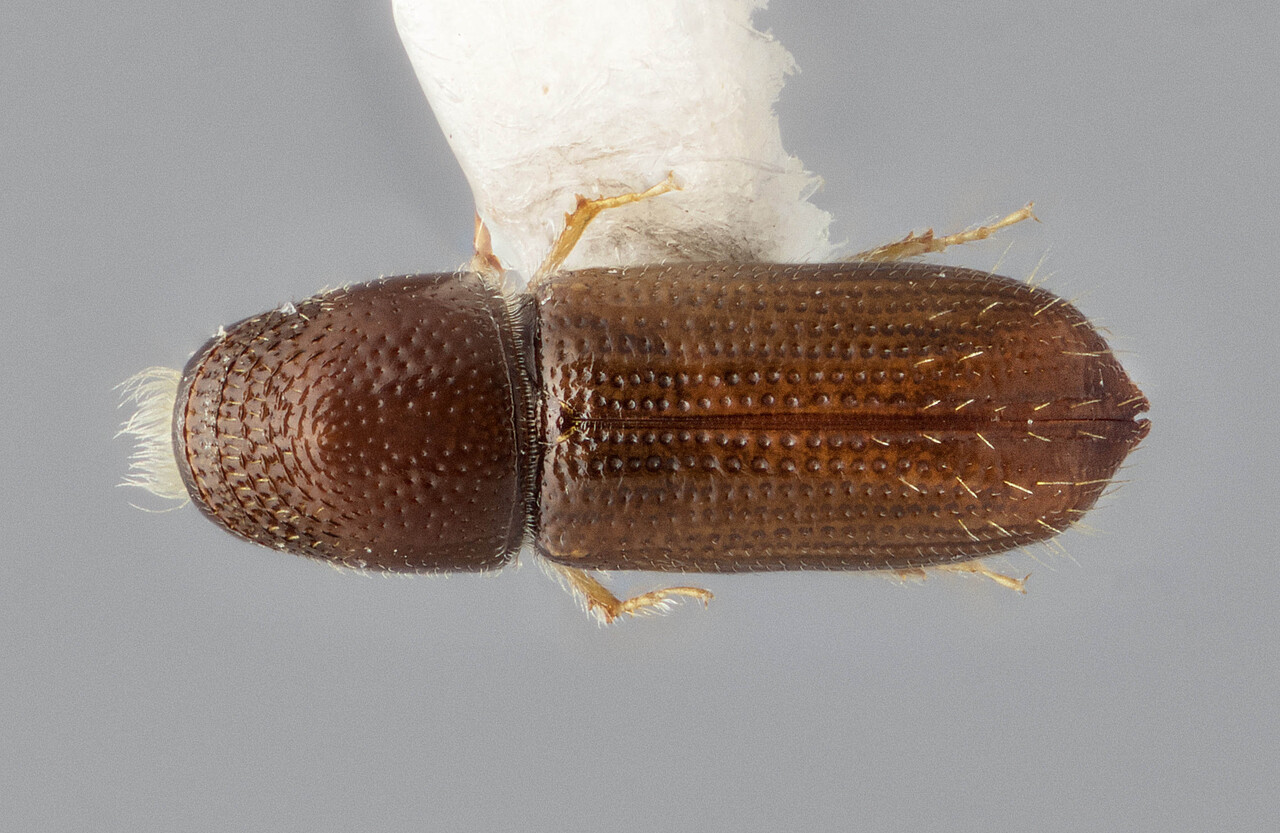 Genus / Species: Pityophthorus subsimilis | Image Author: J Buffam | Location: México, Oaxaca, Valle Nacional, 32 mi S | Image Type: holotype | Collection: Canadian National Collection of Insects, Arachnids and Nematodes