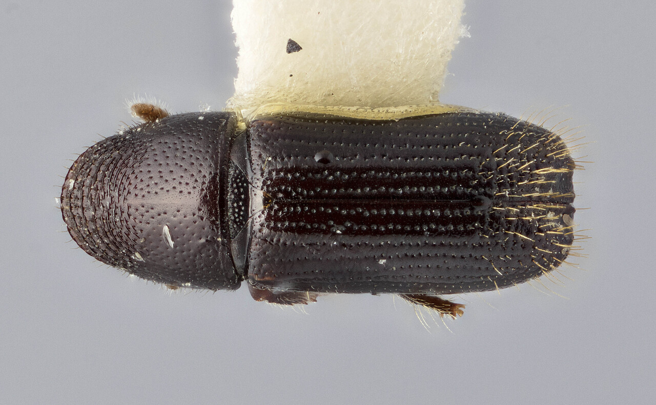 Genus / Species: Pityophthorus suspicious | Image Author: J Buffam | Location: Jamaica, Blue Mountain Peak | Image Type: holotype | Collection: Canadian National Collection of Insects, Arachnids and Nematodes